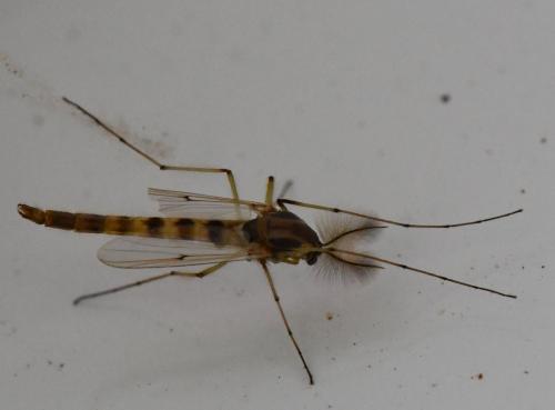 Chironomus sp.